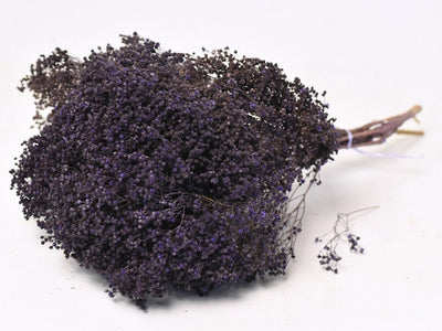 Dried Broom Bloom Purple