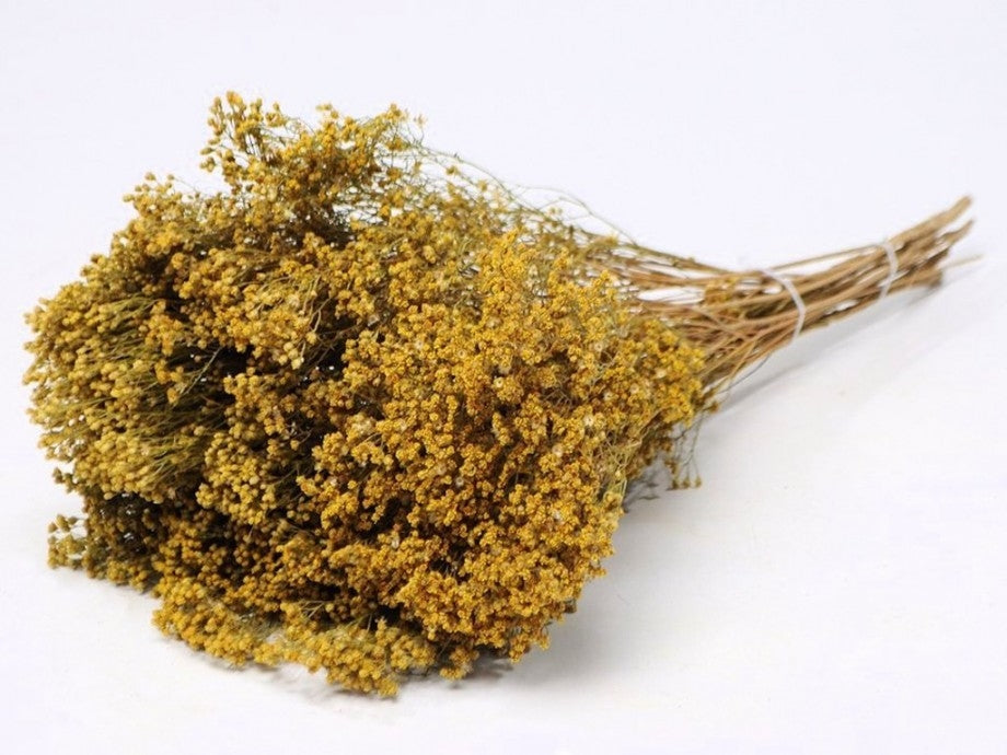 Dried broom bloom natural yellow