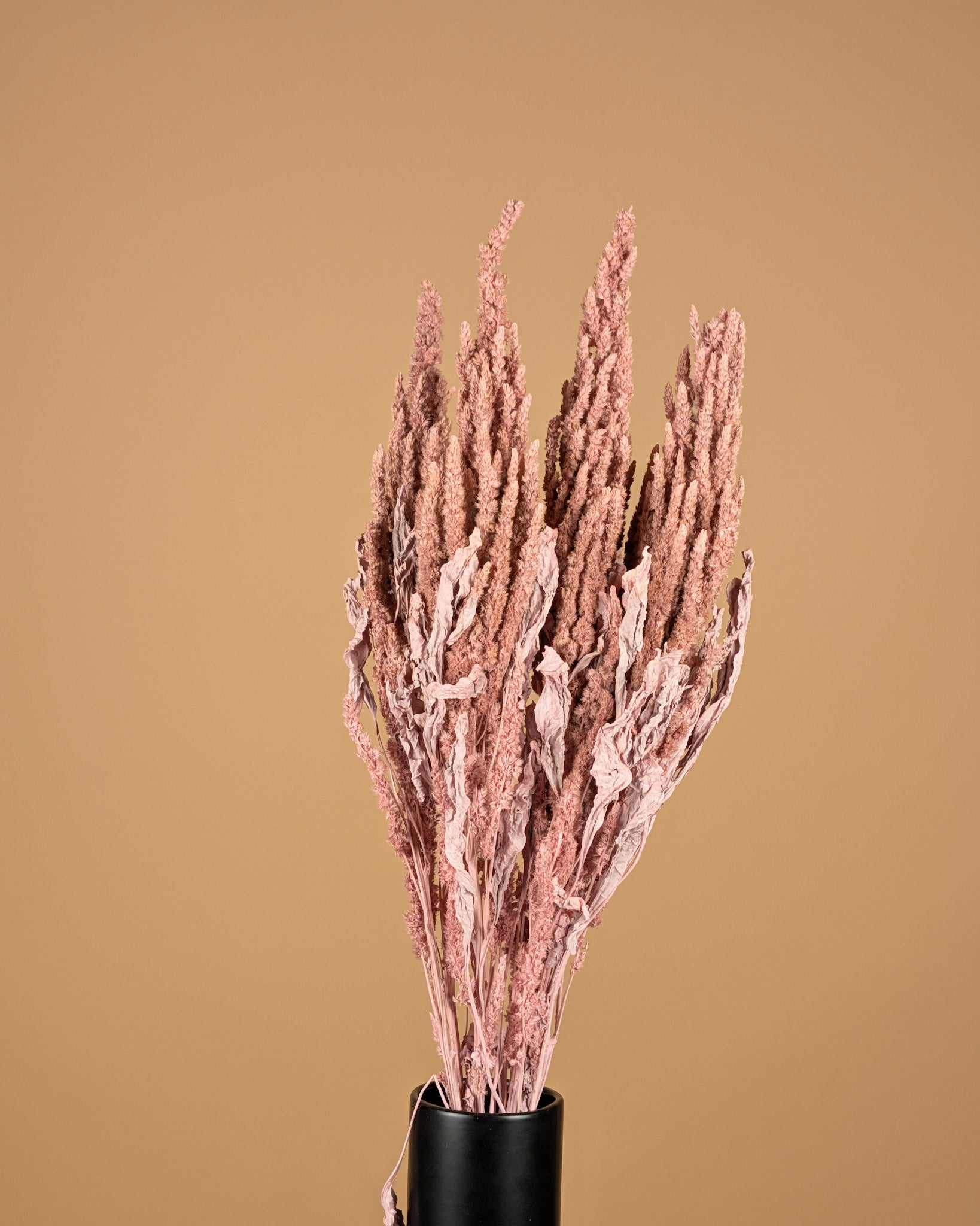 Gedroogde amaranthus – misty roze