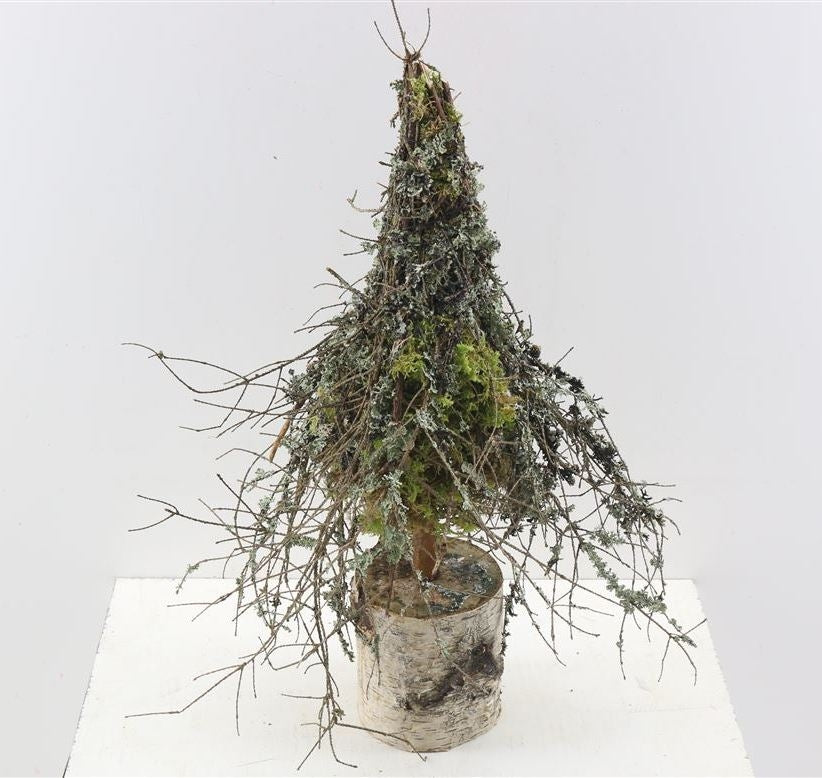 Dried Boom Larix Moss Naturel