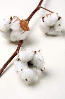 Branches de coton (gossypium) avec 11 balles par branche