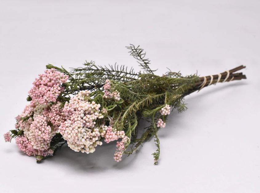 Rice flower dried natural pink