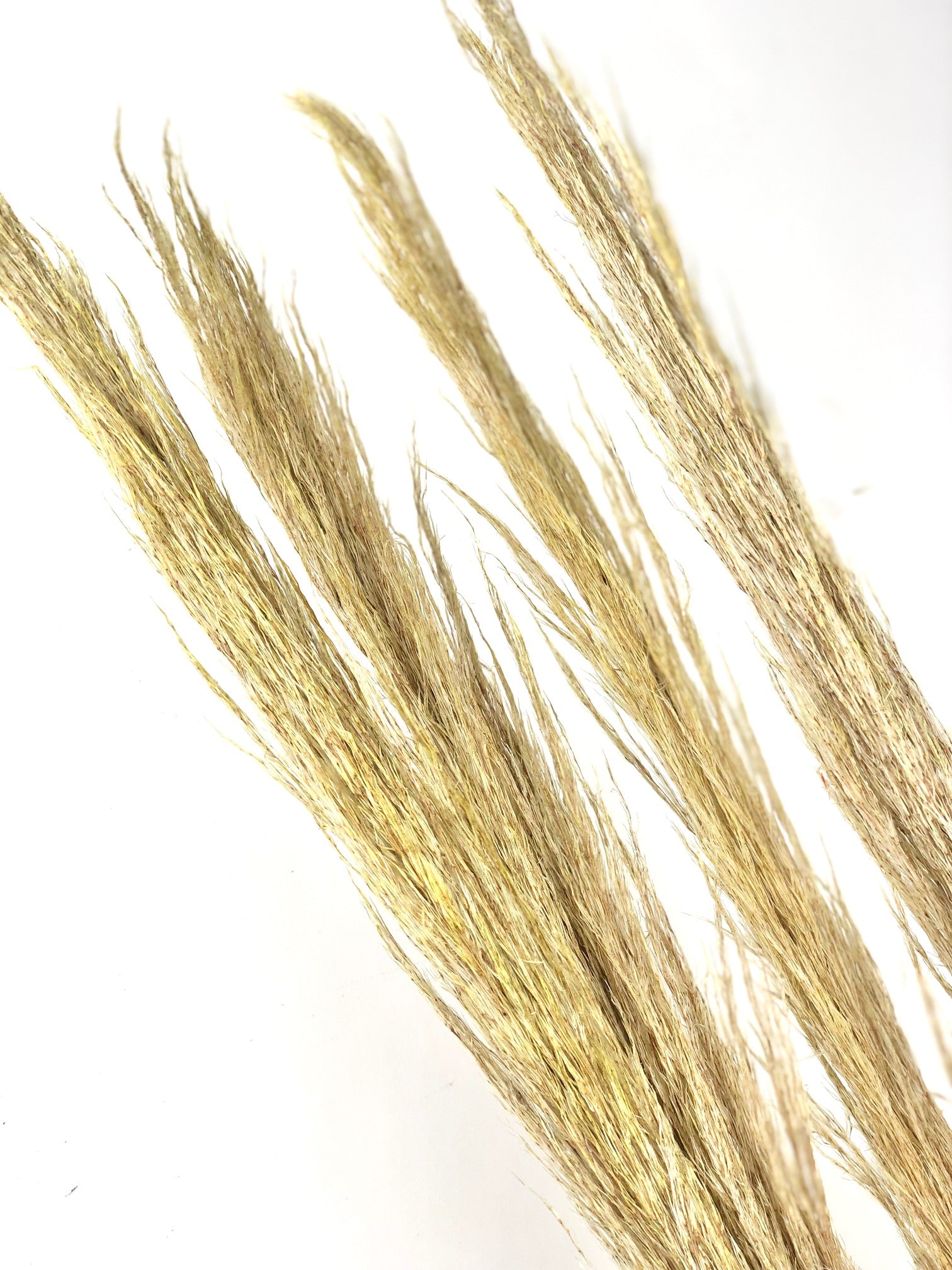 Gedroogde arundo donax – naturel bruin