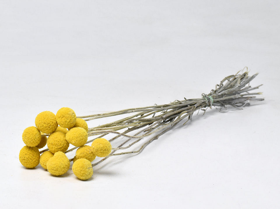 Craspedia jaune 10pcs 40cm