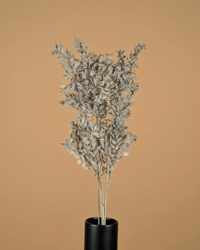 Ruscus Mint Gray preserved