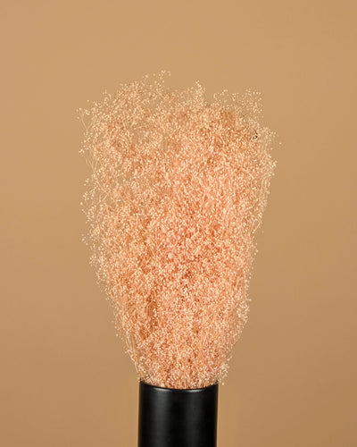 Mini Gypsophila Rose clair conservé (gypse)