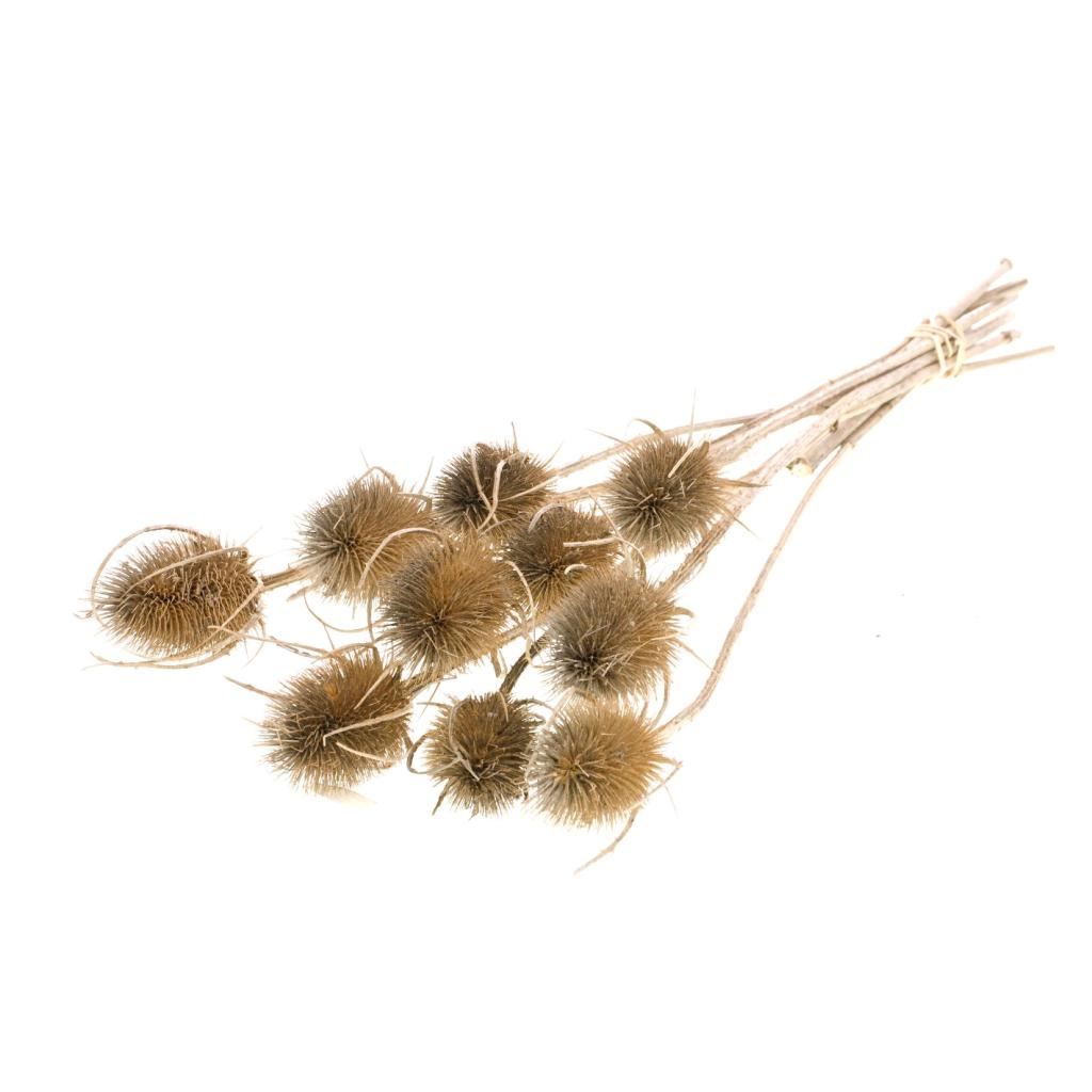 Dried Cardoon Distel Natural Brown