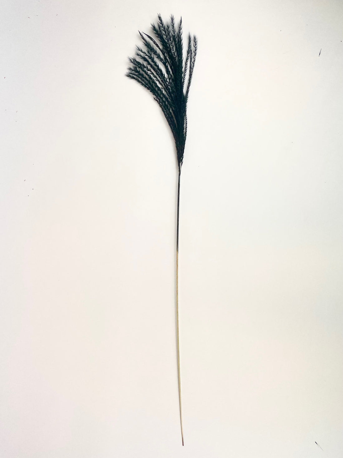 Gedroogde Stipa feather zwart (per pluim)