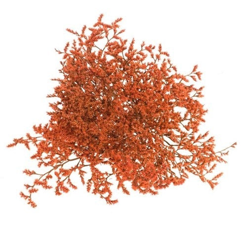 Dried Statice Tatarica Oranje