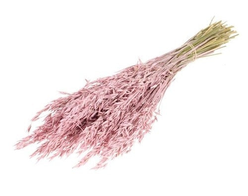 Dried oats (Avena) Misty Pink colored