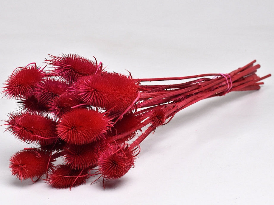 Dried Cardoon Distel Painted Red