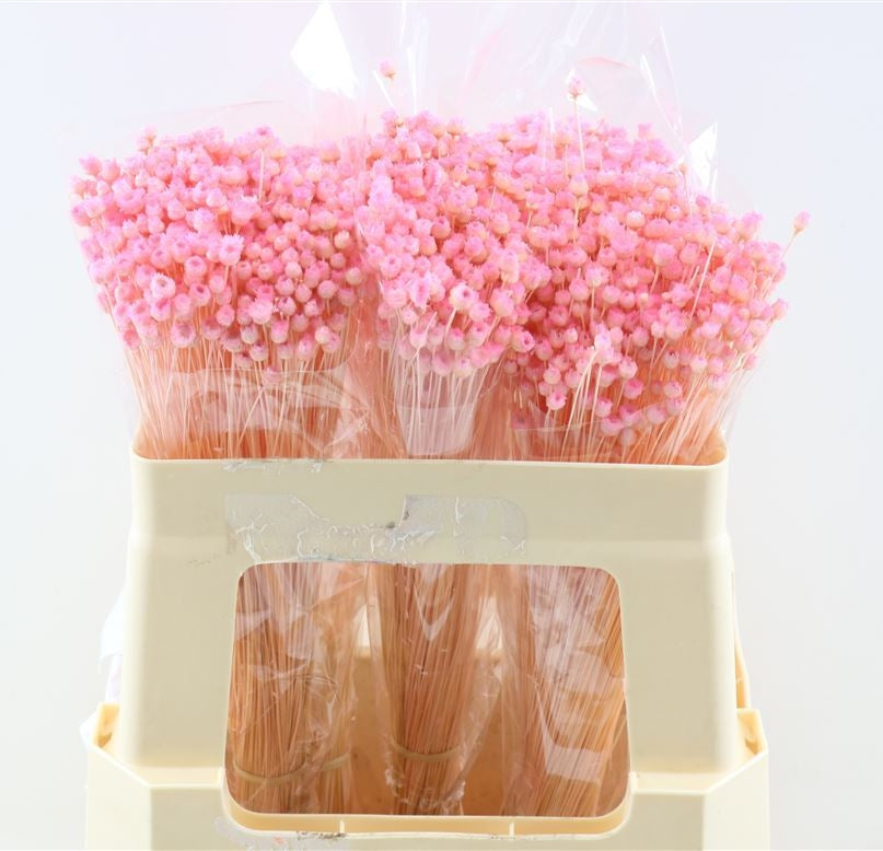 Gedroogde Jazilda gebleekt licht roze