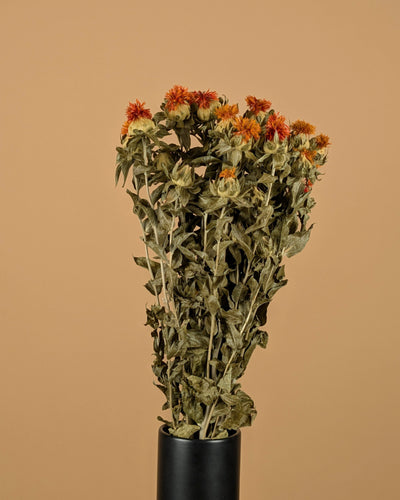 Getrockneter Karthamus Orange