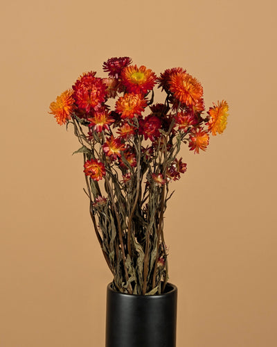 Gedroogde helichrysum – oranje geel