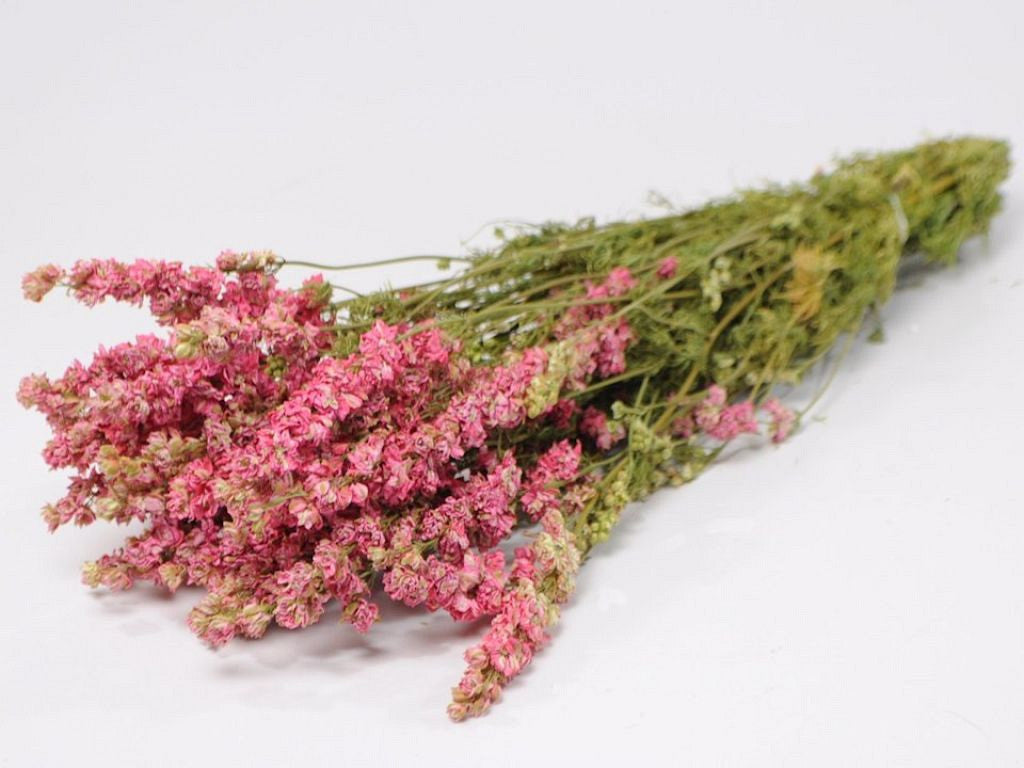 Delphinium pink 65cm