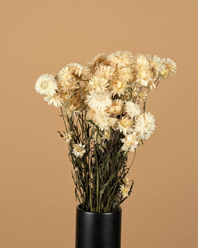 Dried Helichrysum White