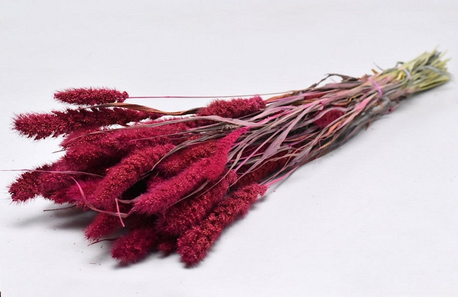 Dried setaria pink