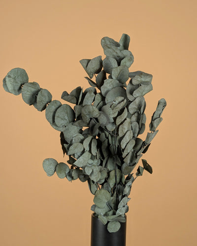 Eukalyptus cinerea erhalten