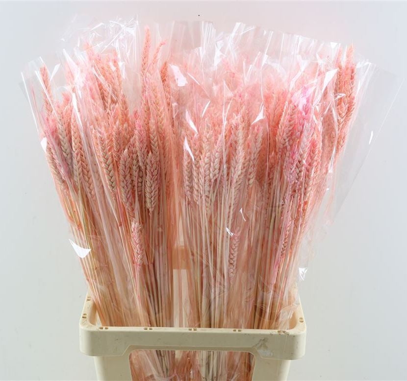 Dried wheat bleached light pink 200 grams