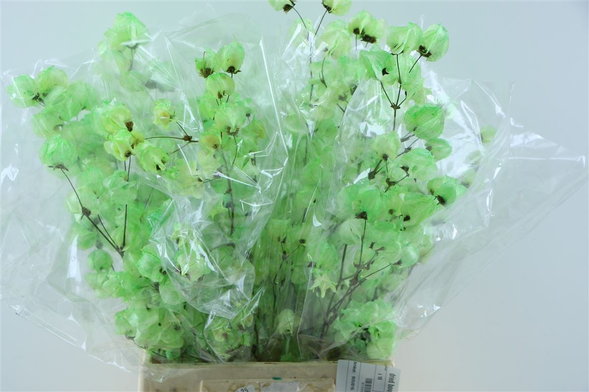 Bougainvillea bleached apple green