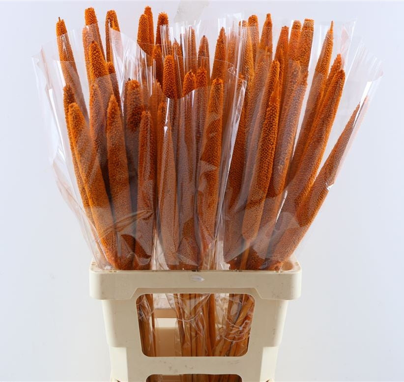 Gedroogde babala - oranje