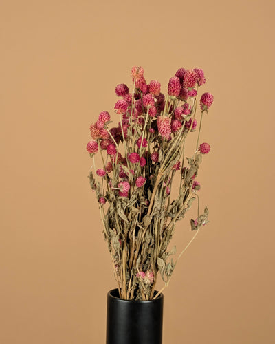 Gedroogde gomphrena – lila