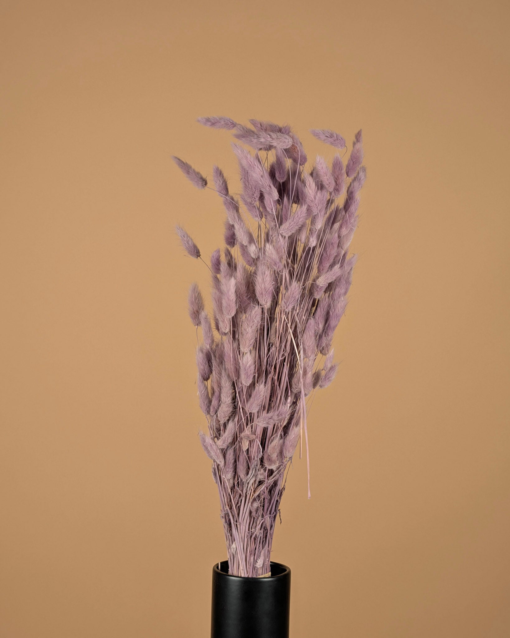 Dried Lagurus Ovatus Milka