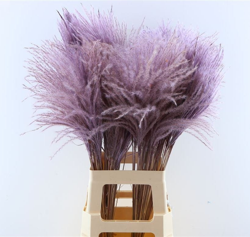 Fluffy Reed gras pluimen milka