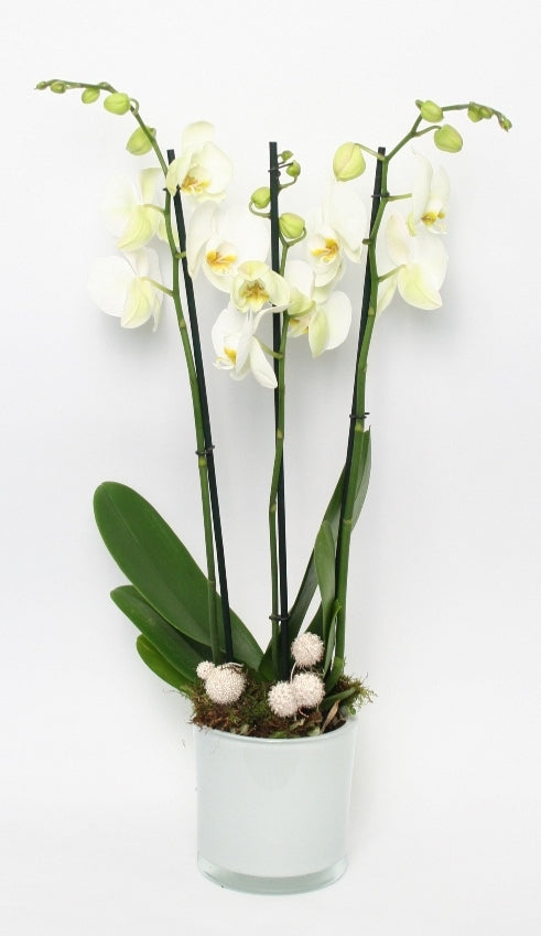 Phalaenopsis Orchidee wit 3 takken in een witte glaspot