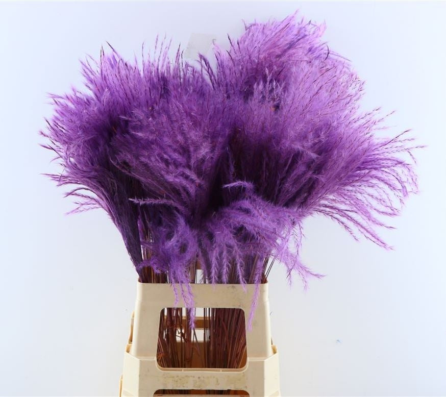 Dried Stipa Feather purple (per piece)