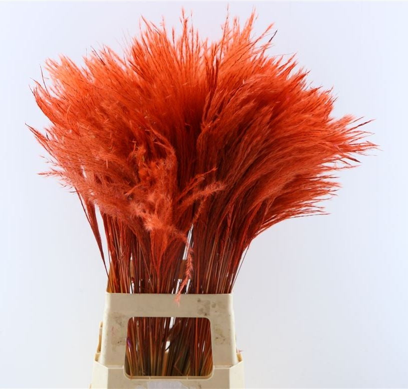 Dried Stipa Feather Pluimen Red (per piece)