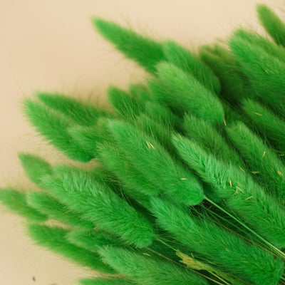 Séré Lagurus ovatus vert