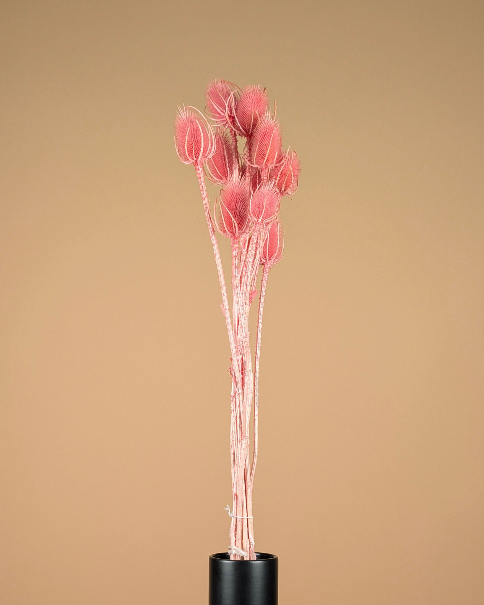 Dried Cardoon Distel Oranje Painted