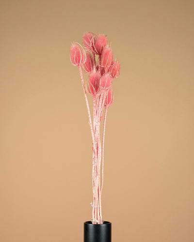 Gedroogde Kaardebol (Dipsacus) – Lichtroze