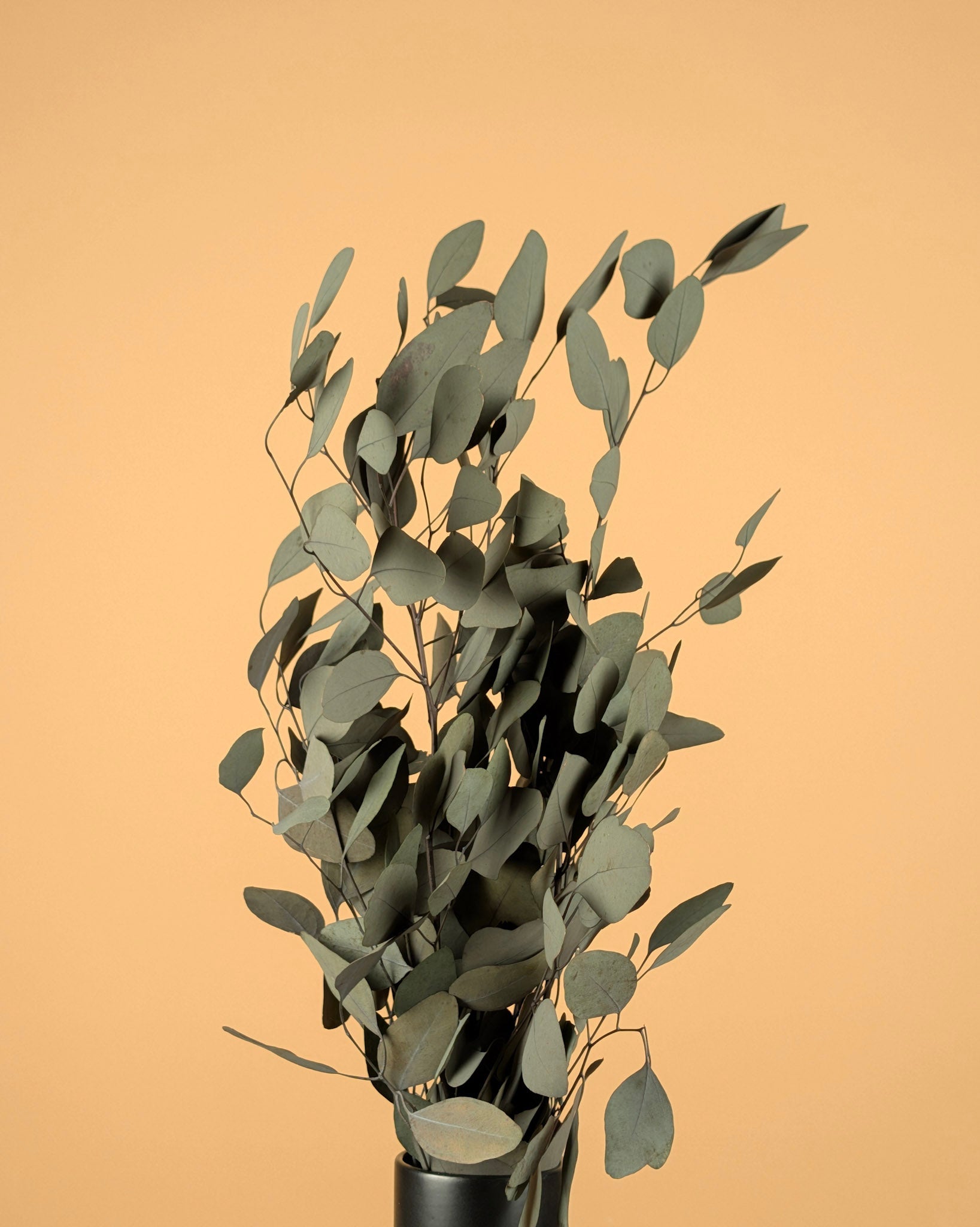 Eucalyptus Populus Green préservé