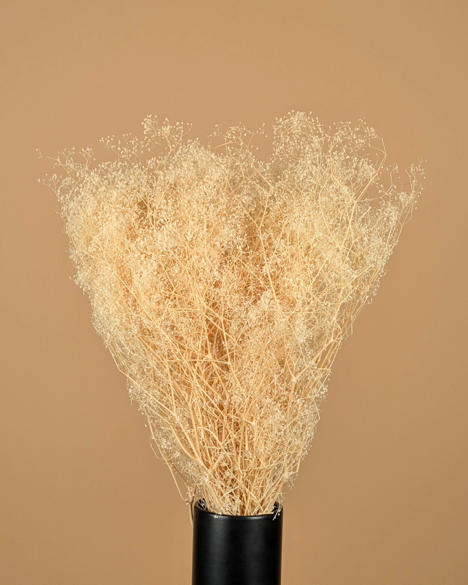 Mini gypsophile blanchie séchée (gypse)