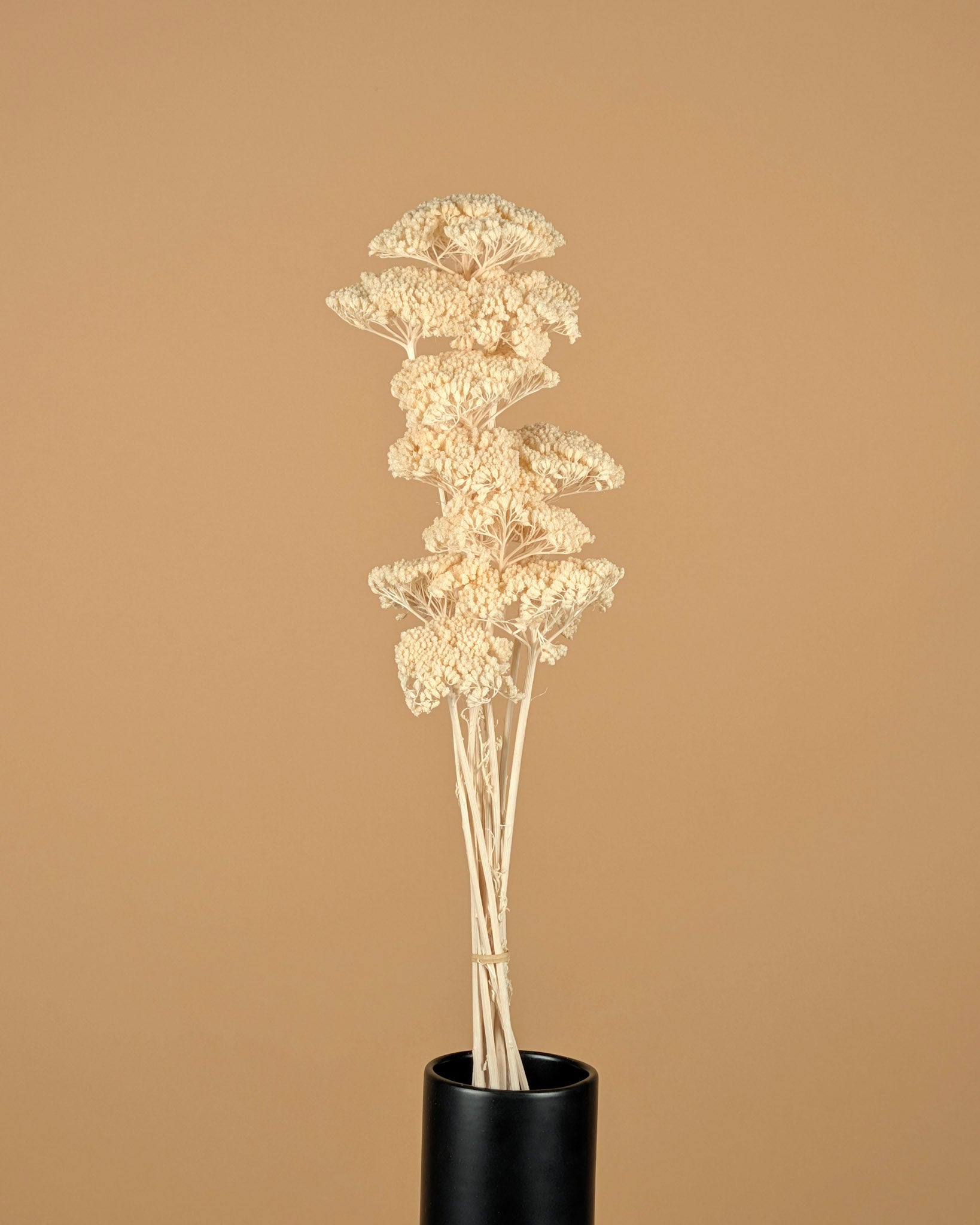 Getrocknete Achillea Parker bleichte gebleicht