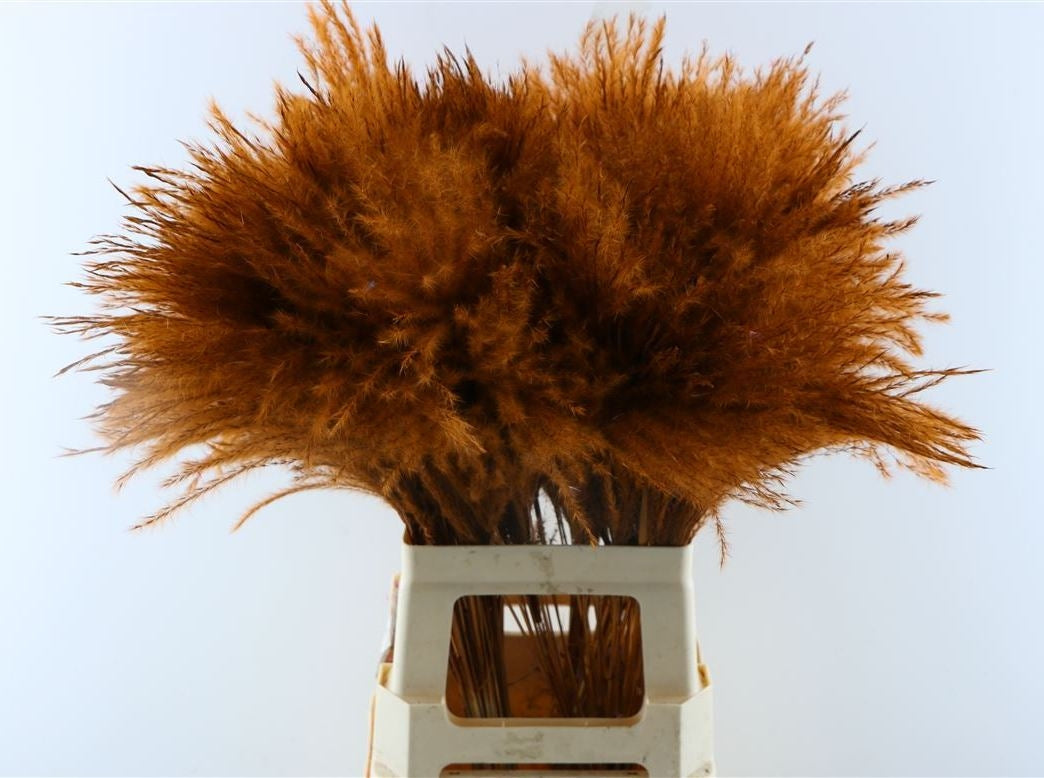 Fluffy Reed gras pluimen choco