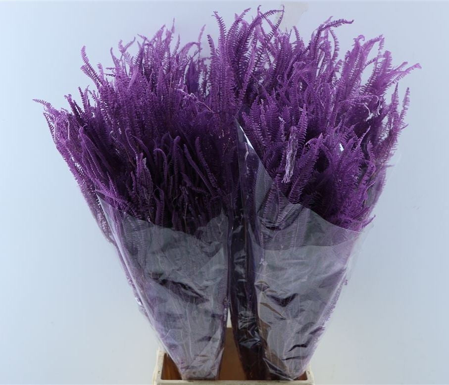 SEACHO BLAKED VIOLET erhalten getrocknet