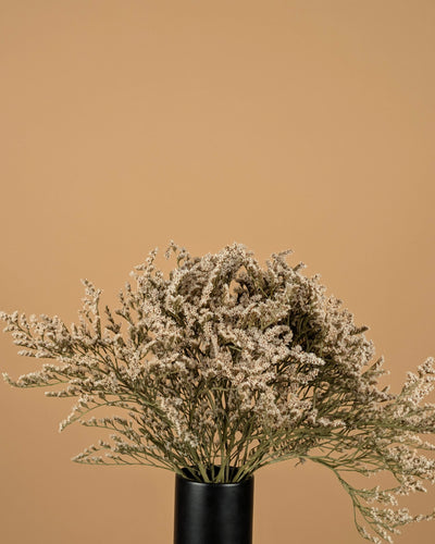 Statistique séchée tatarica blanche