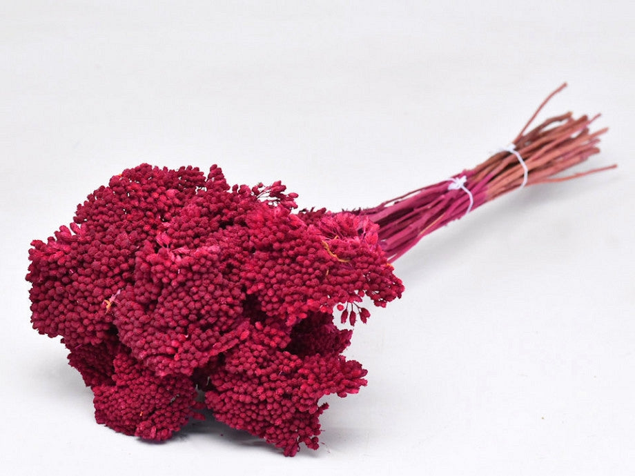 Gedroogde Achillea roze geverfd