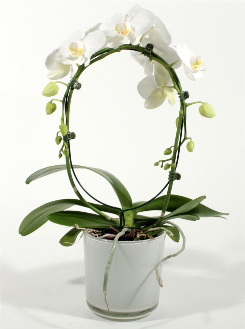 Phalaenopsis Orchidee wit boog in Claudia glaspot