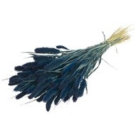 Gedroogde Setaria blauw