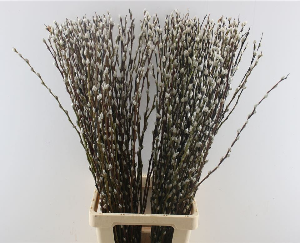 Gedroogde Katjes takken lang naturel (Salix)