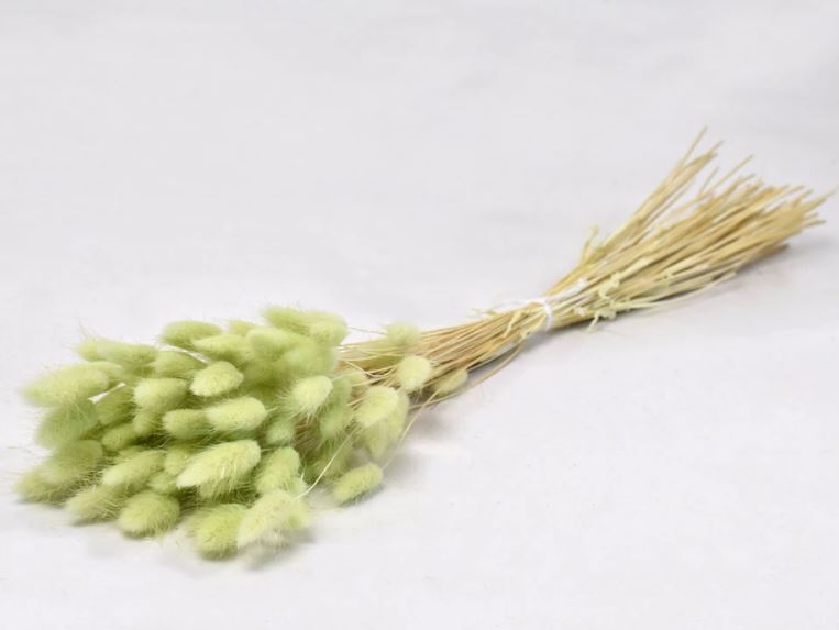 Dried Lagurus Ovatus Light Green