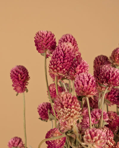 Gedroogde gomphrena – lila