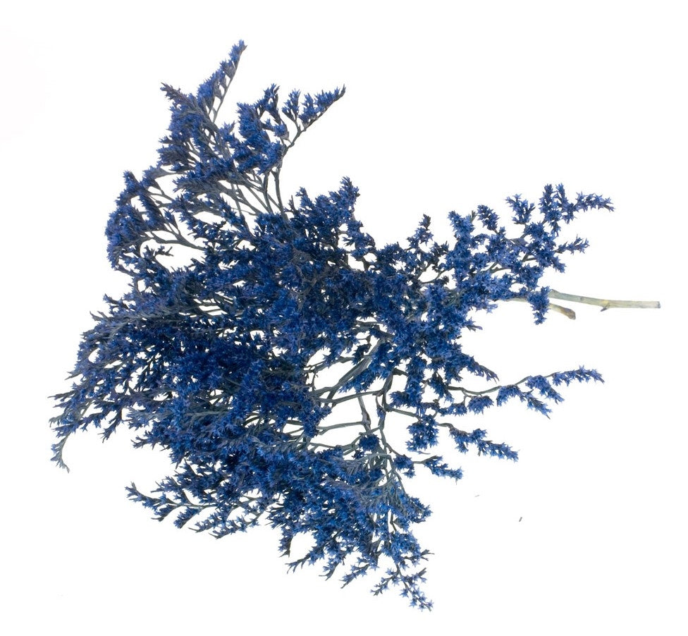 Dried Statice Tatarica Dark Blue