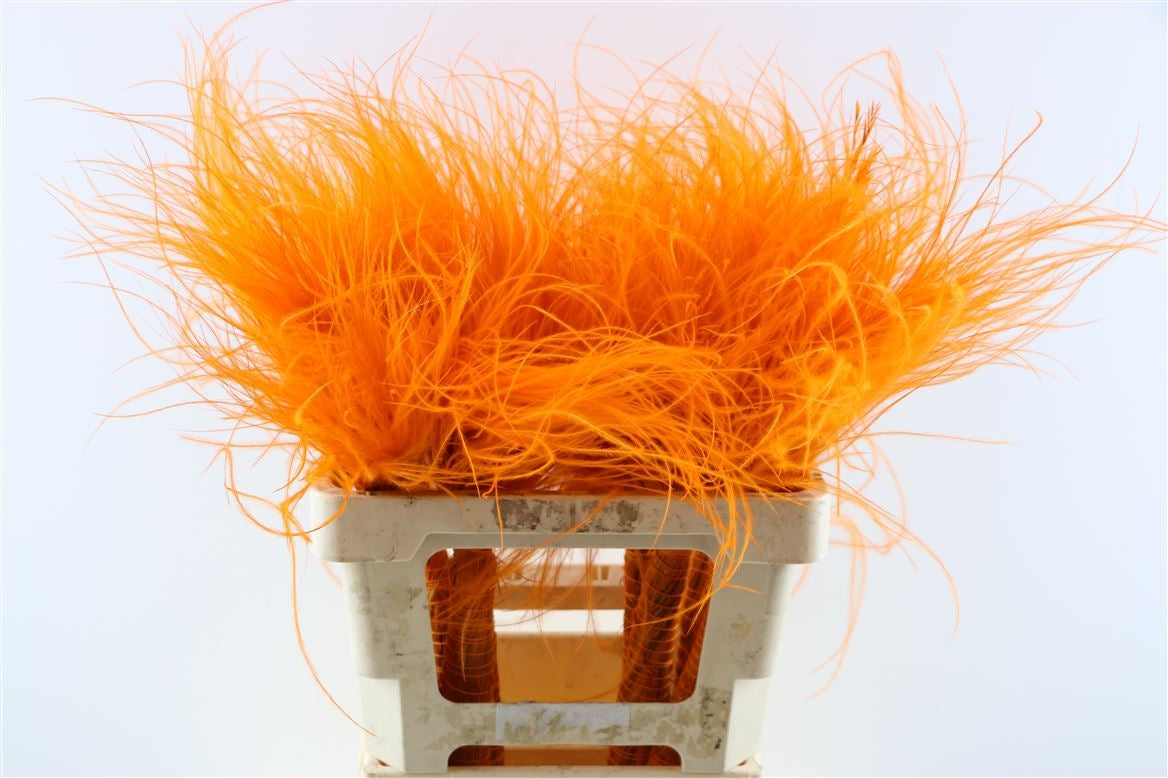 Dried Stypa Penata Oranje