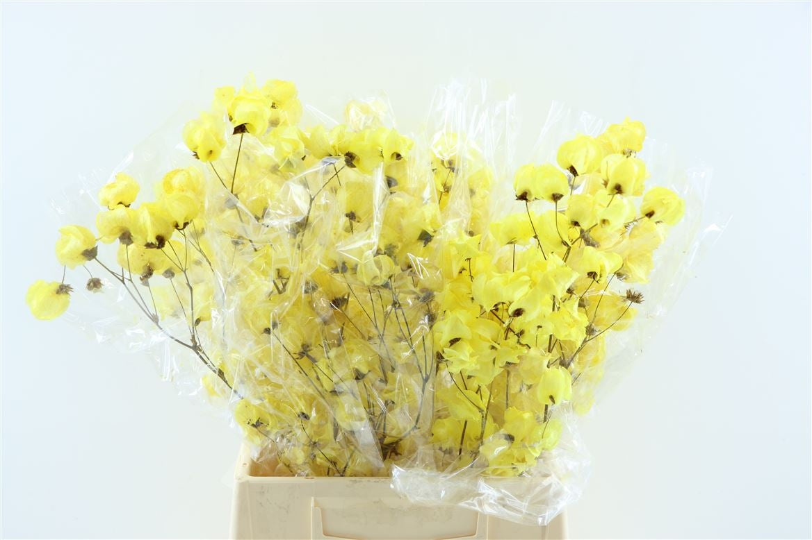 Bougainvillea bleached yellow colorful