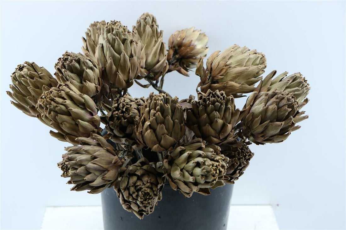 Artichoke dried